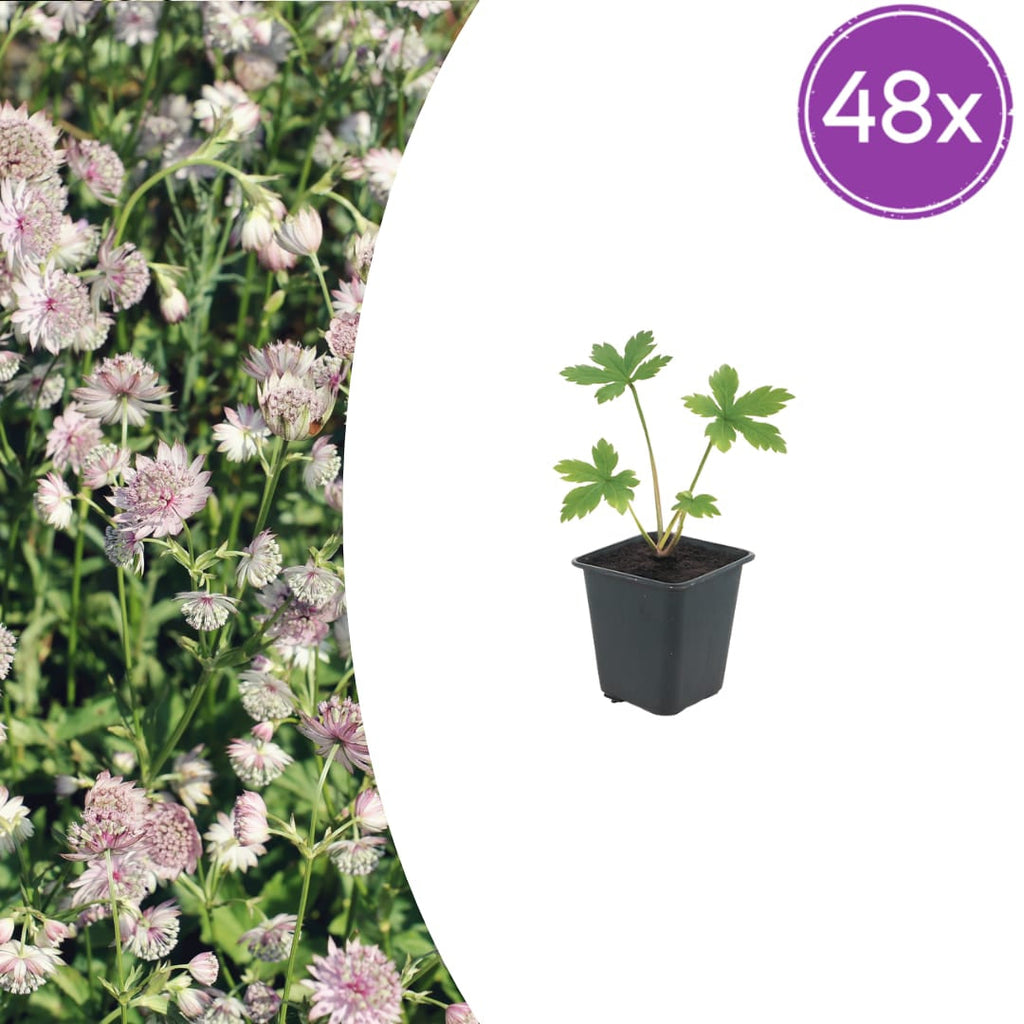 Sterndolde Astrantia major – 10-25cm – Ø9cm – Langblühende Staude für Sonne & Halbschatten – Garten