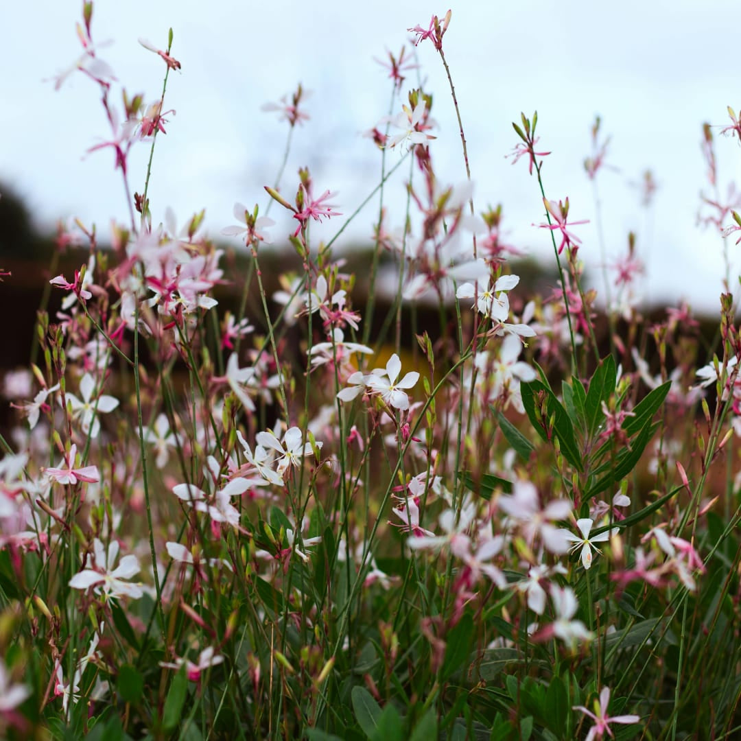 Gaura lindheimeri Siskiyou Pink – Ø9cm – Höhe 10-25cm – Prachtkerze – Kräftig rosafarbene Blüten – Für Beet, Präriegarten & Kübel