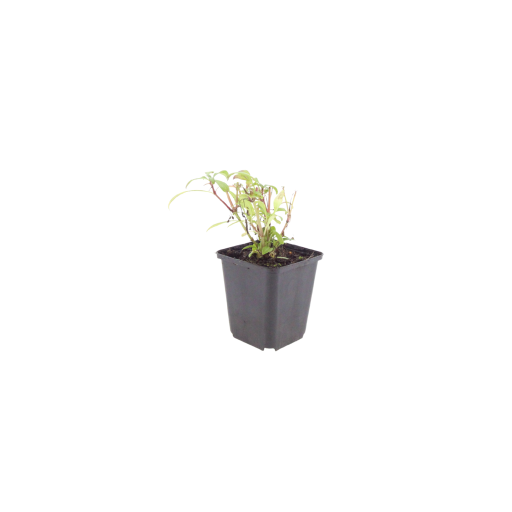 Centranthus ruber Coccineus – Rote Spornblume – 10-25cm – Ø9cm – Winterharte Staude für sonnige Standorte