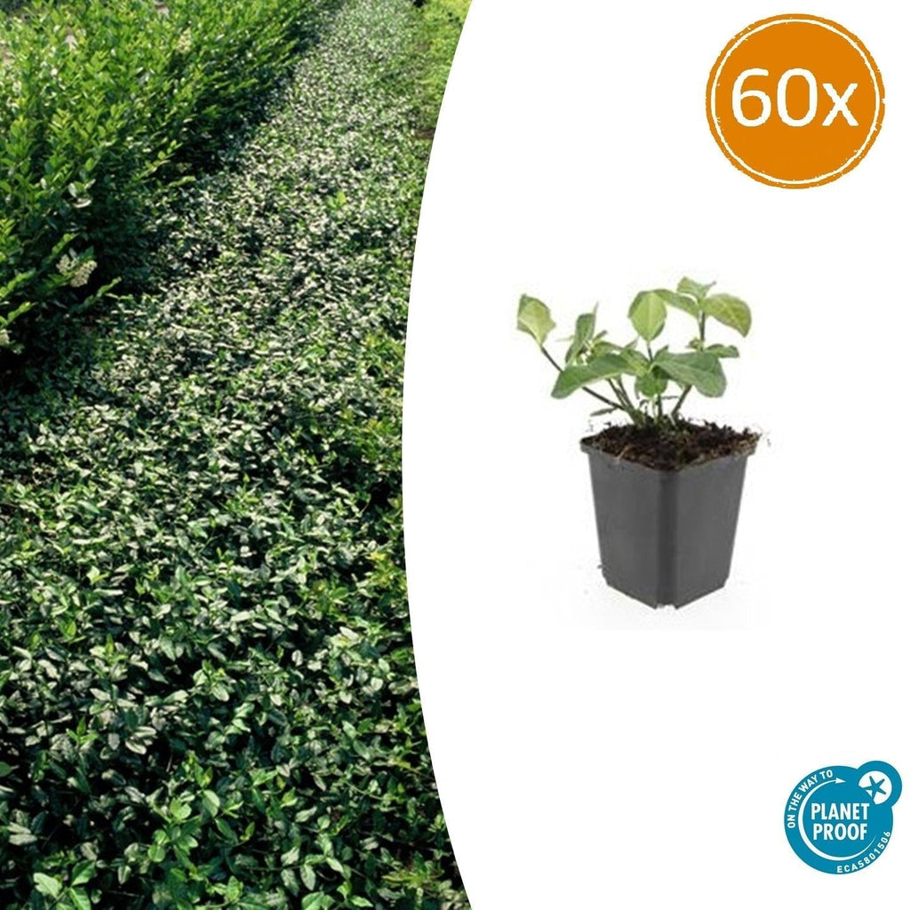 Spindelstrauch – Euonymus fortunei 'Dart's Blanket' – ↕10-25cm – Ø9cm – Schattentolerant – Winterhart – Pflegeleicht – Plant