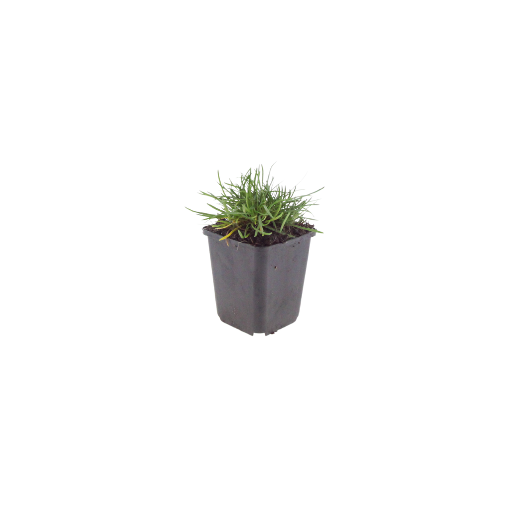 Grasnelke Armeria maritima ‘Splendens’ – 10-25cm – Ø9cm – Winterharte Staude mit rosa Blüten