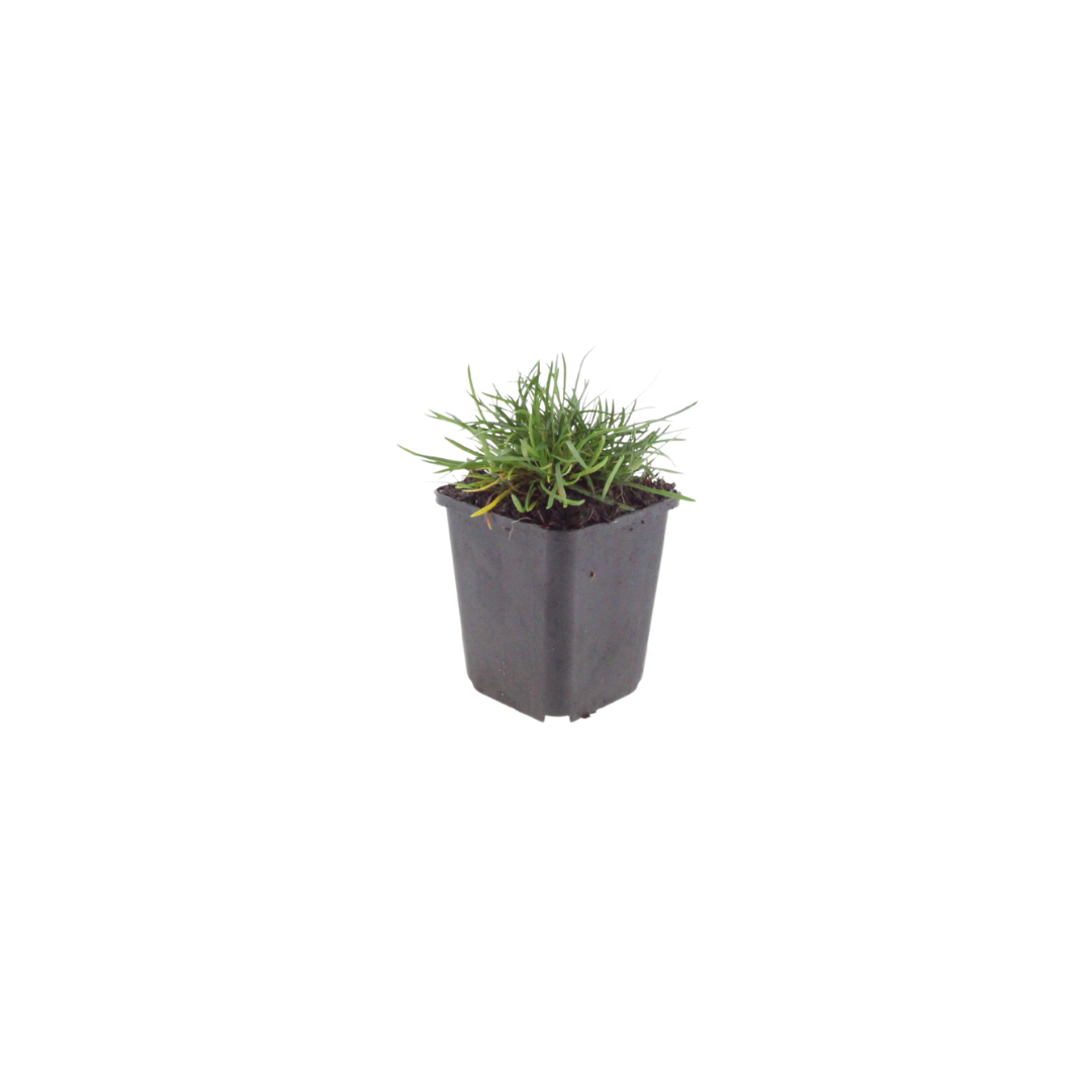 Grasnelke Armeria maritima ‘Splendens’ – 10-25cm – Ø9cm – Winterharte Staude mit rosa Blüten