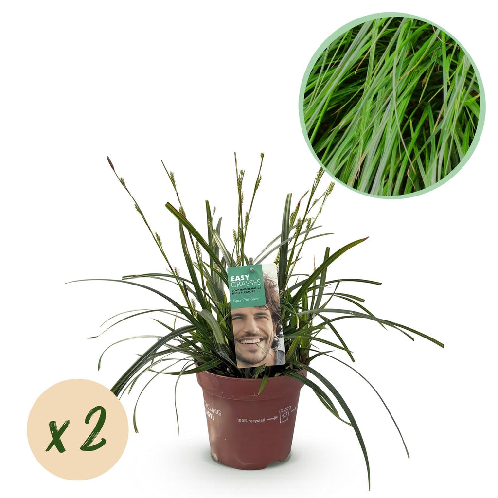Japansegge Carex oshimensis Intense Green – Ø17cm – Immergrün – Pflegeleicht – Lebhaft grüne Blätter – Ziergras Höhe ca. 50cm – Plant