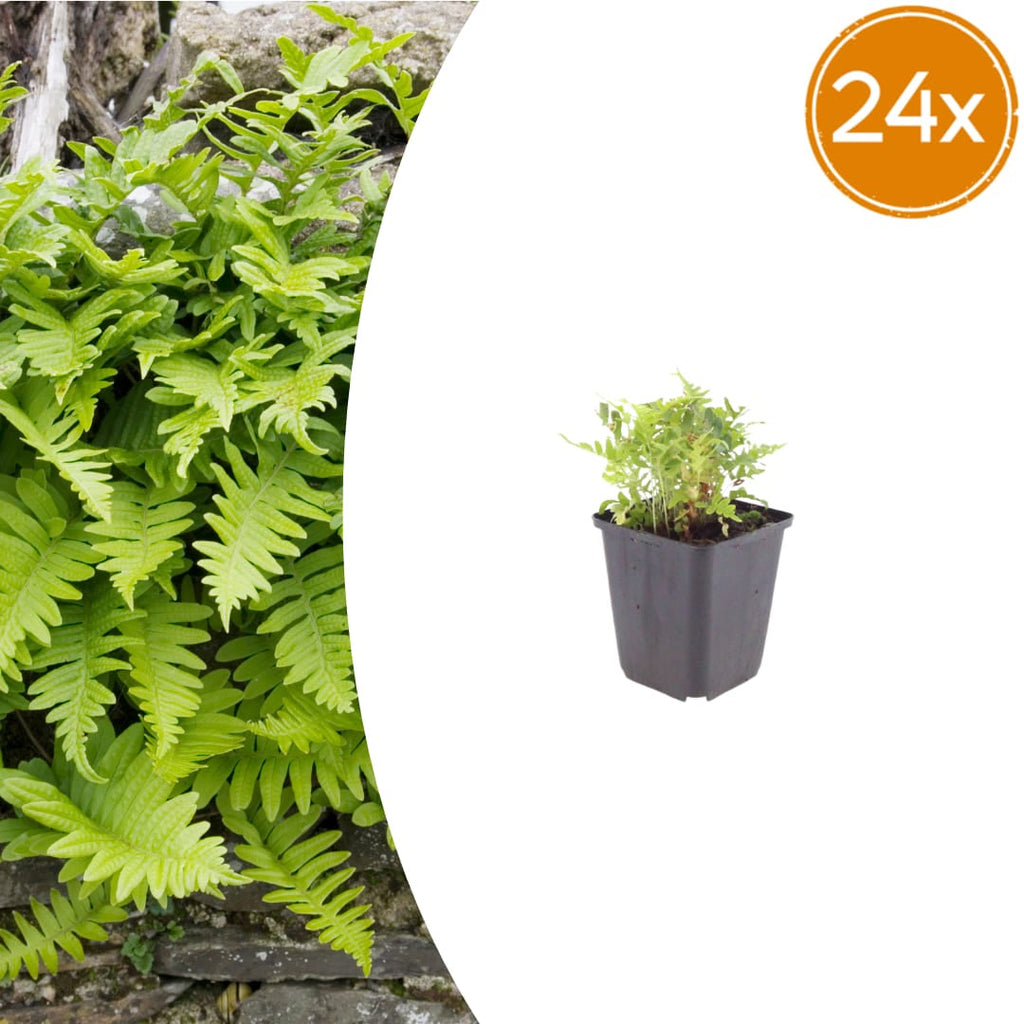 Polypodium vulgare Farn – Ø9cm – Höhe 10-25cm – Immergrüner Gartenfarn für Schattenbeet, Unterpflanzung & Naturgarten