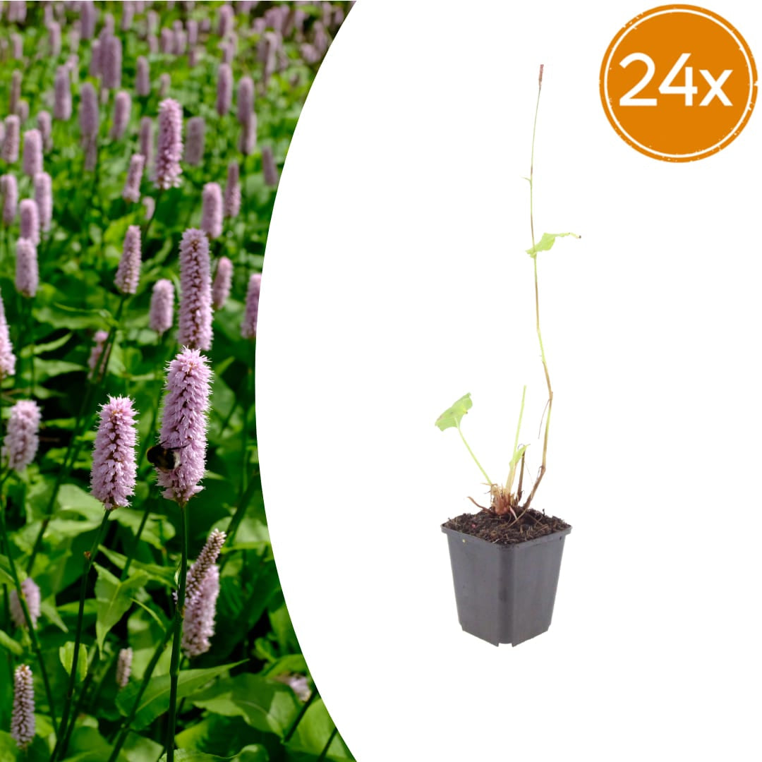 Persicaria affinis Superba – Ø9cm – Höhe 10-25cm – Winterharte Staude – Dunkelrote Blütenähren – Bienenfreundlich für Beet & Präriegarten