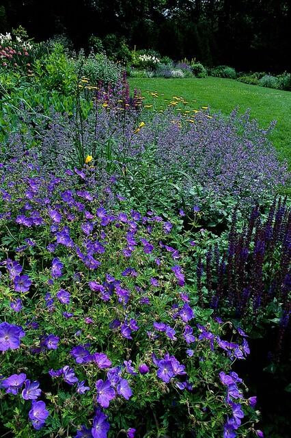 Storchschnabel Geranium 'Johnson's Blue' – ↕10-25cm – Ø9cm – Winterharte Staude & Bodendecker – Leuchtend blaue Blüten – Plant
