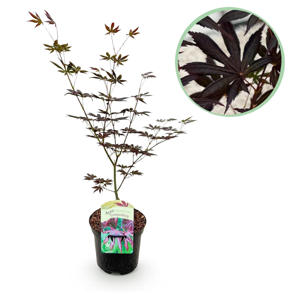 Japanischer Ahorn Acer palmatum 'Trompenburg' – Dunkel Lila – Balkon – & Gartenpflanze – Ø19cm – Ca. 70cm hoch – Plant