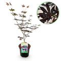 Japanischer Ahorn Acer palmatum 'Trompenburg' – Dunkel Lila – Balkon – & Gartenpflanze – Ø19cm – Ca. 70cm hoch – Plant