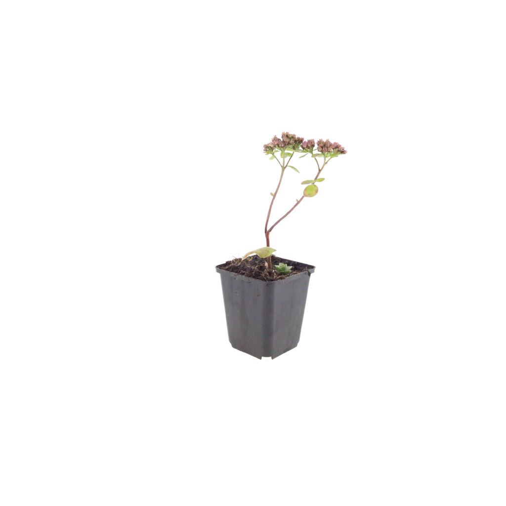Sedum Matrona – Ø9cm – Höhe 10-25cm – Winterharte Fetthenne – Dunkelrosa Blüten