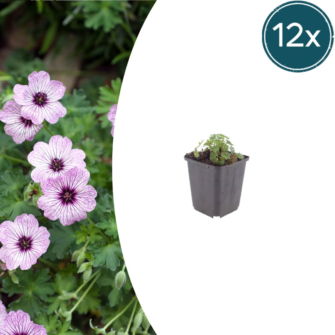 Geranium cinereum Ballerina – Ø9cm Höhe 10-25cm – Winterharte Staude – Zartrosa Blüten – Pflegeleicht für Steingarten, Beet & Kübel