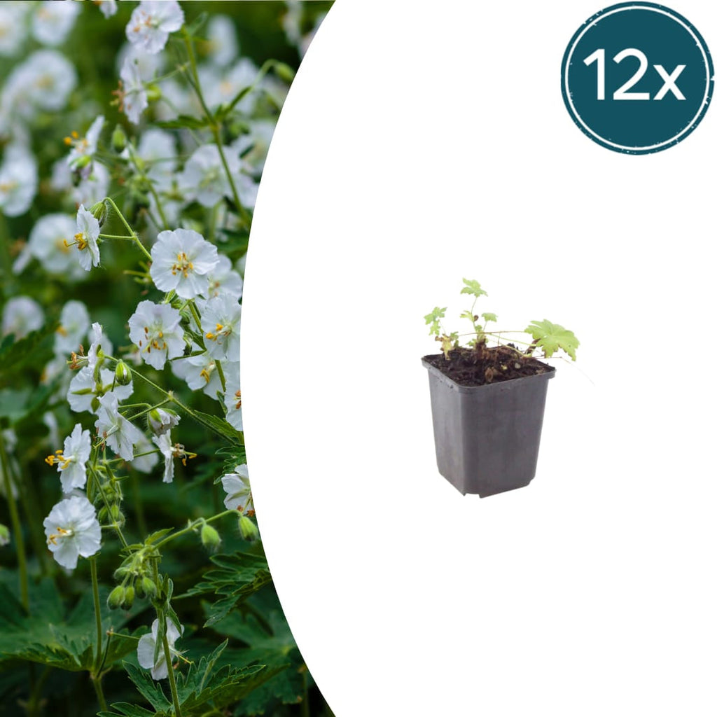 Geranium macrorrhizum White Ness – Ø9cm – Höhe 10-25cm – Weiß blühender Bodendecker Storchschnabel