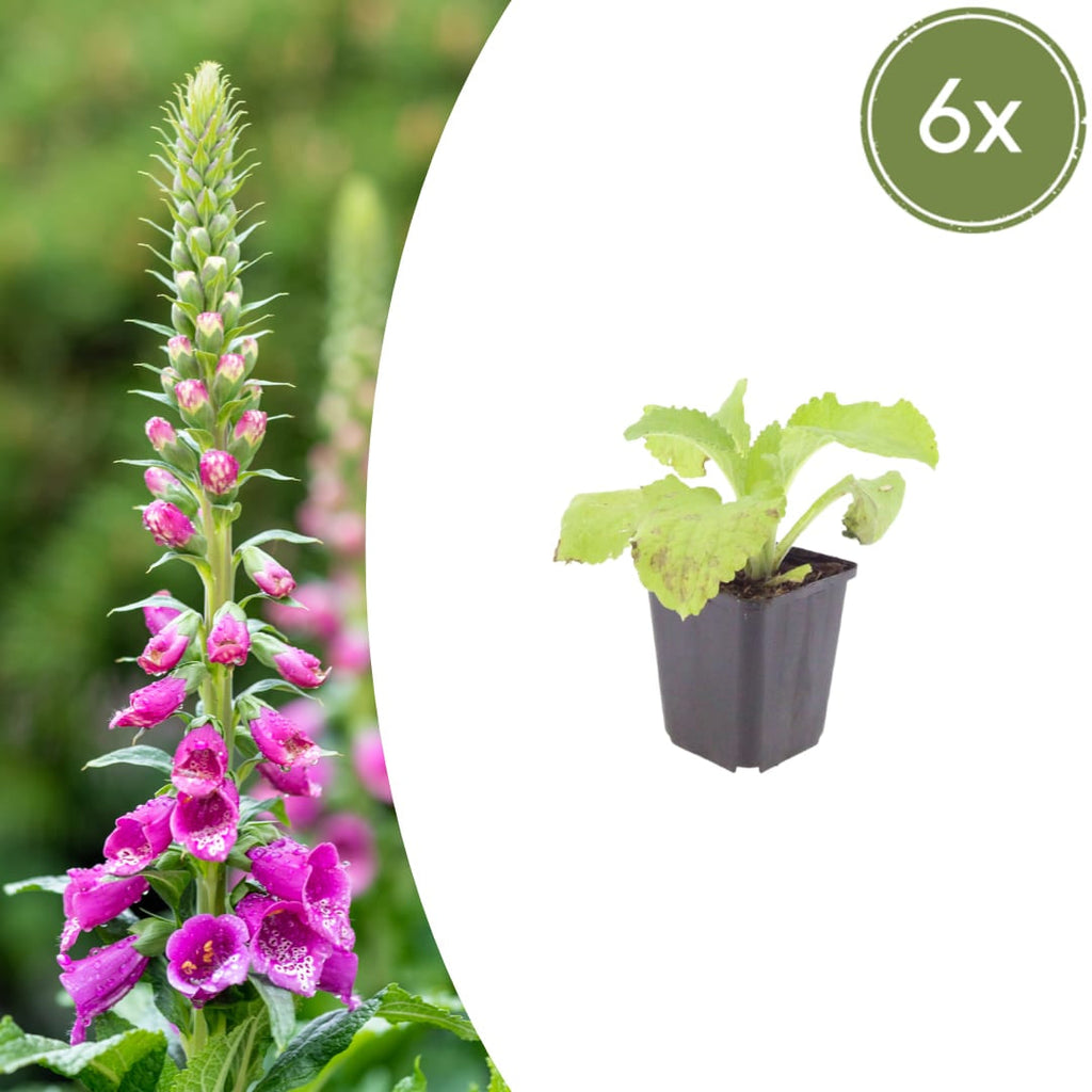 Roter Fingerhut Digitalis purpurea – 10-25cm – Ø9cm – Hohe Blütenstaude für Garten & Cottage – Beet – Bienenfreundliche Sommerblume