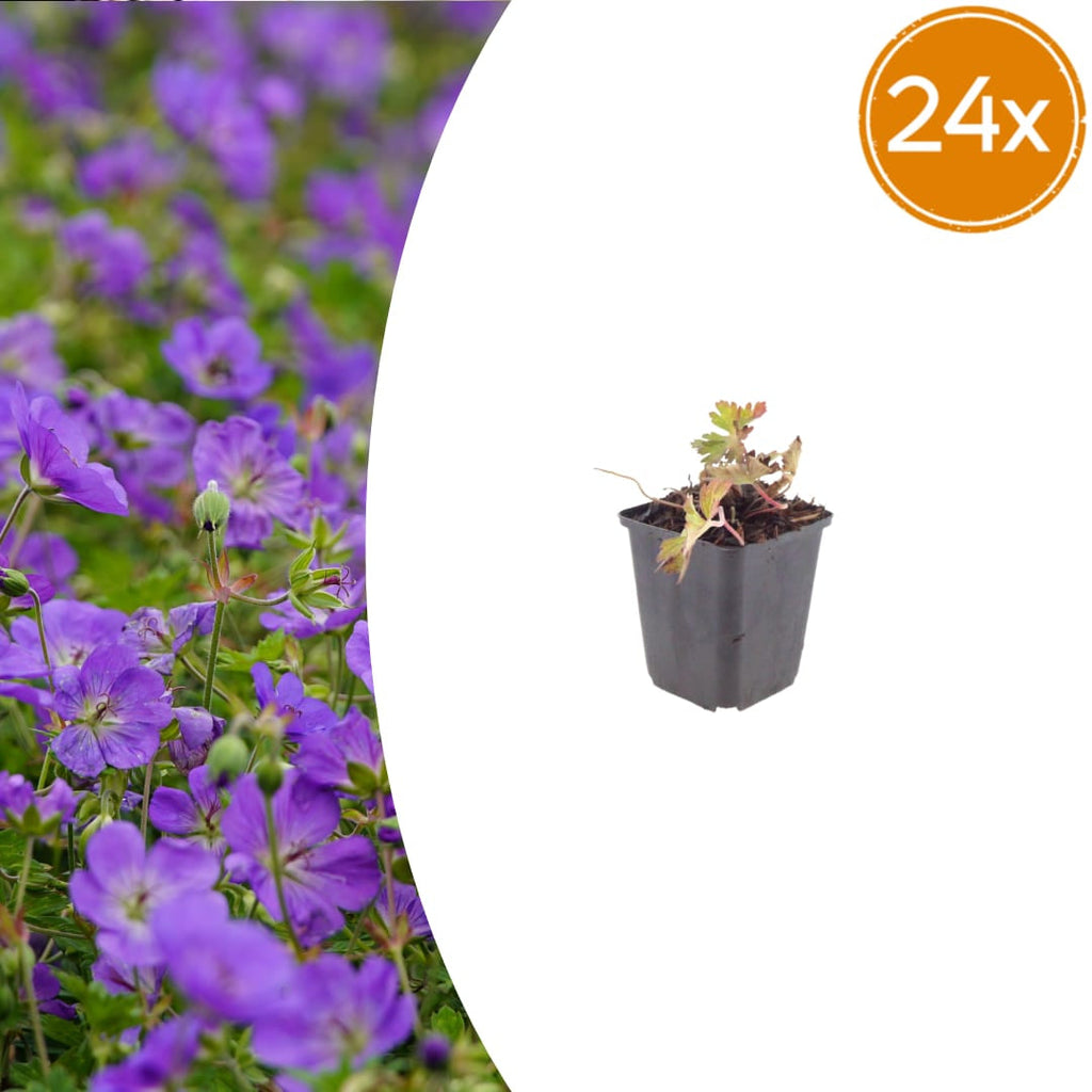 Geranium Azure Rush – Ø9cm – Höhe 10-25cm – Winterharte Staude – Hellblaue Blüten – Bodendecker für Beet, Steingarten & Kübel