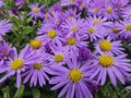 Kissen – Aster (D) 'Prof. Anton Kippenberg' – ↕10-25cm – Ø9cm – Lila Herbstblüte – Pflegeleicht – Beete & Töpfe – Plant
