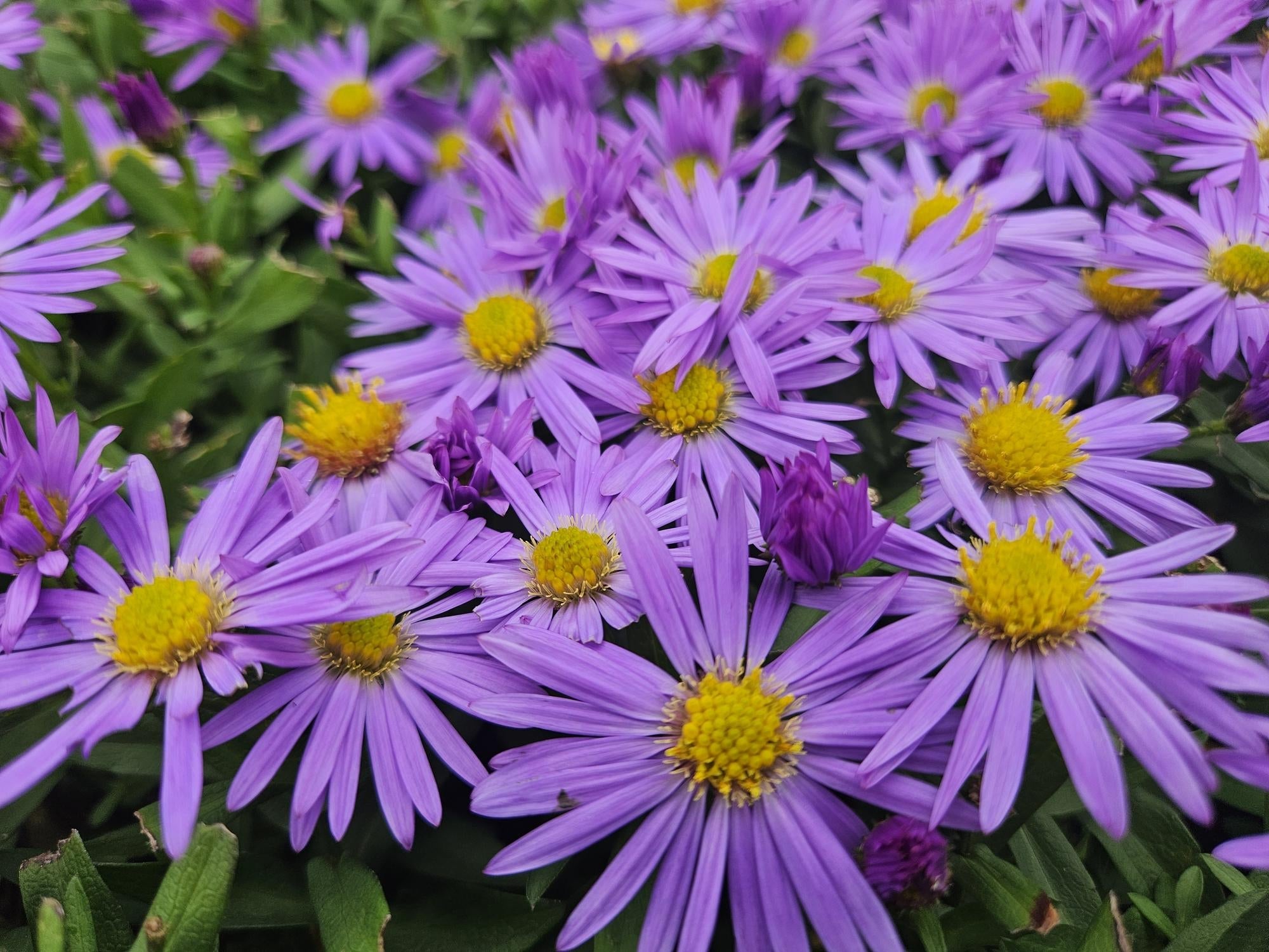 Kissen – Aster (D) 'Prof. Anton Kippenberg' – ↕10-25cm – Ø9cm – Lila Herbstblüte – Pflegeleicht – Beete & Töpfe – Plant