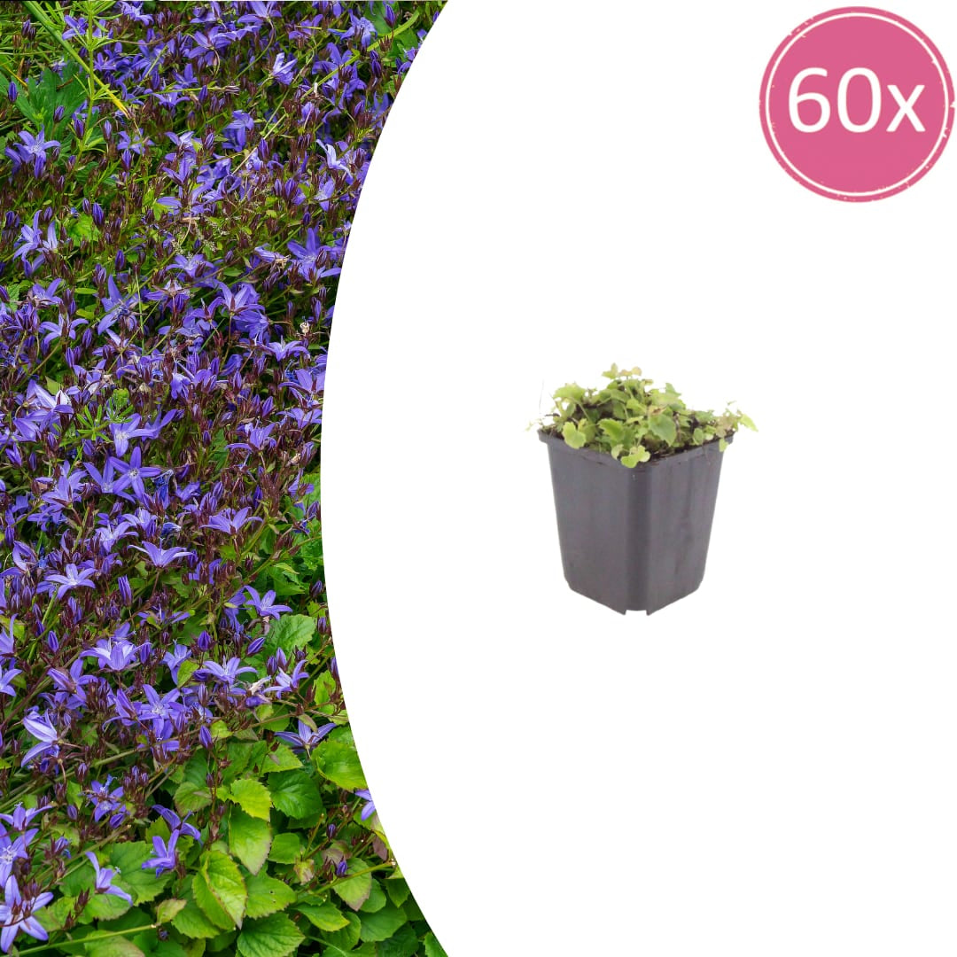 Campanula poscharskyana – Polster – Glockenblume – 10-25cm – Ø9cm – Winterharte Bodendecker Staude – Blühpflanze für Mauer, Beet & Balkon