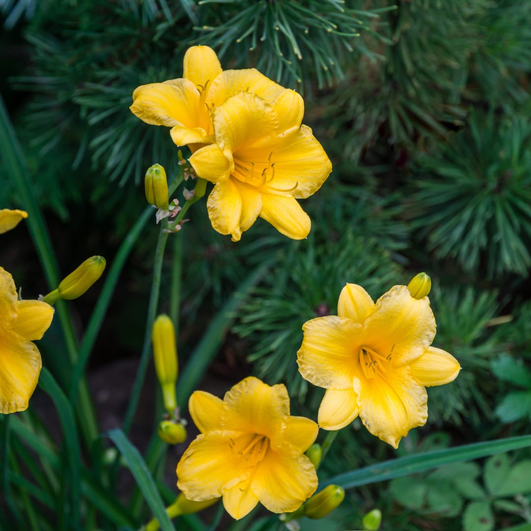 Hemerocallis Stella de Oro – Ø9cm – Höhe 10-25cm – Goldgelbe Taglilie – Dauerblühende Staude – Winterhart für Beet & Steingarten