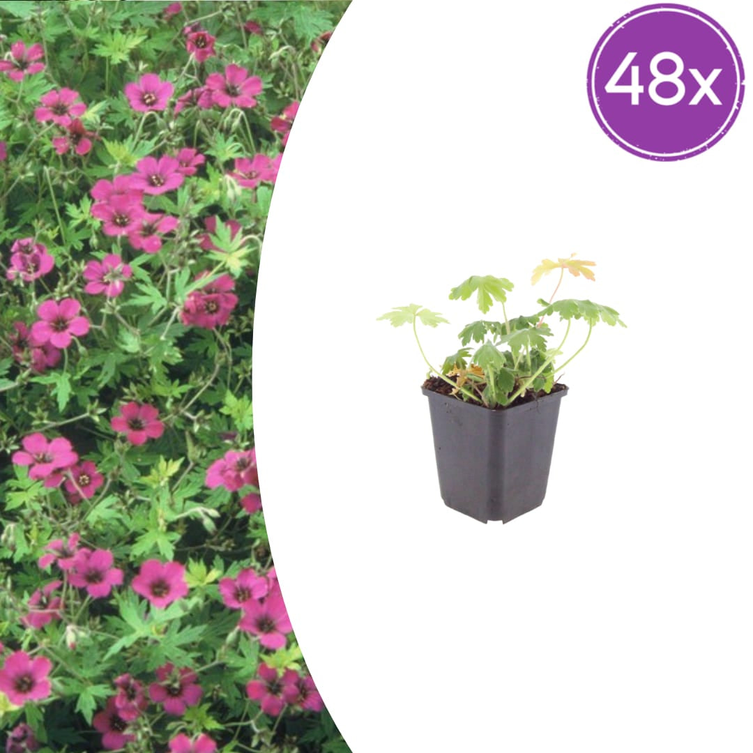 Geranium macrorrhizum Bevan's Variety – Ø9cm – Höhe 10-25cm – Winterharte Bodendecker Staude – Rosa Blüten – Pflegeleicht für Beet & Garten