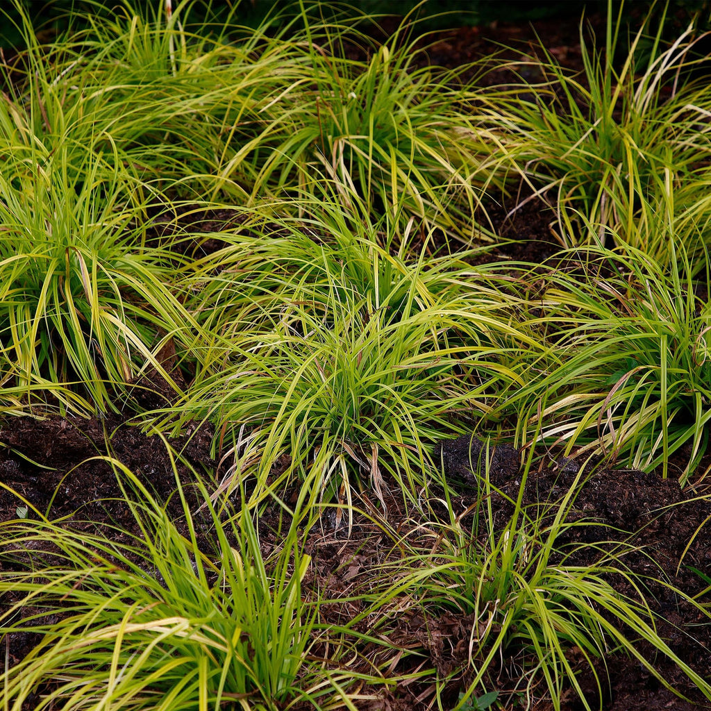 Japansegge Carex oshimensis Everillo – Ø17cm – Immergrün – Pflegeleicht – Leuchtend gelbe Blätter – Ziergras Höhe ca. 50cm – Plant
