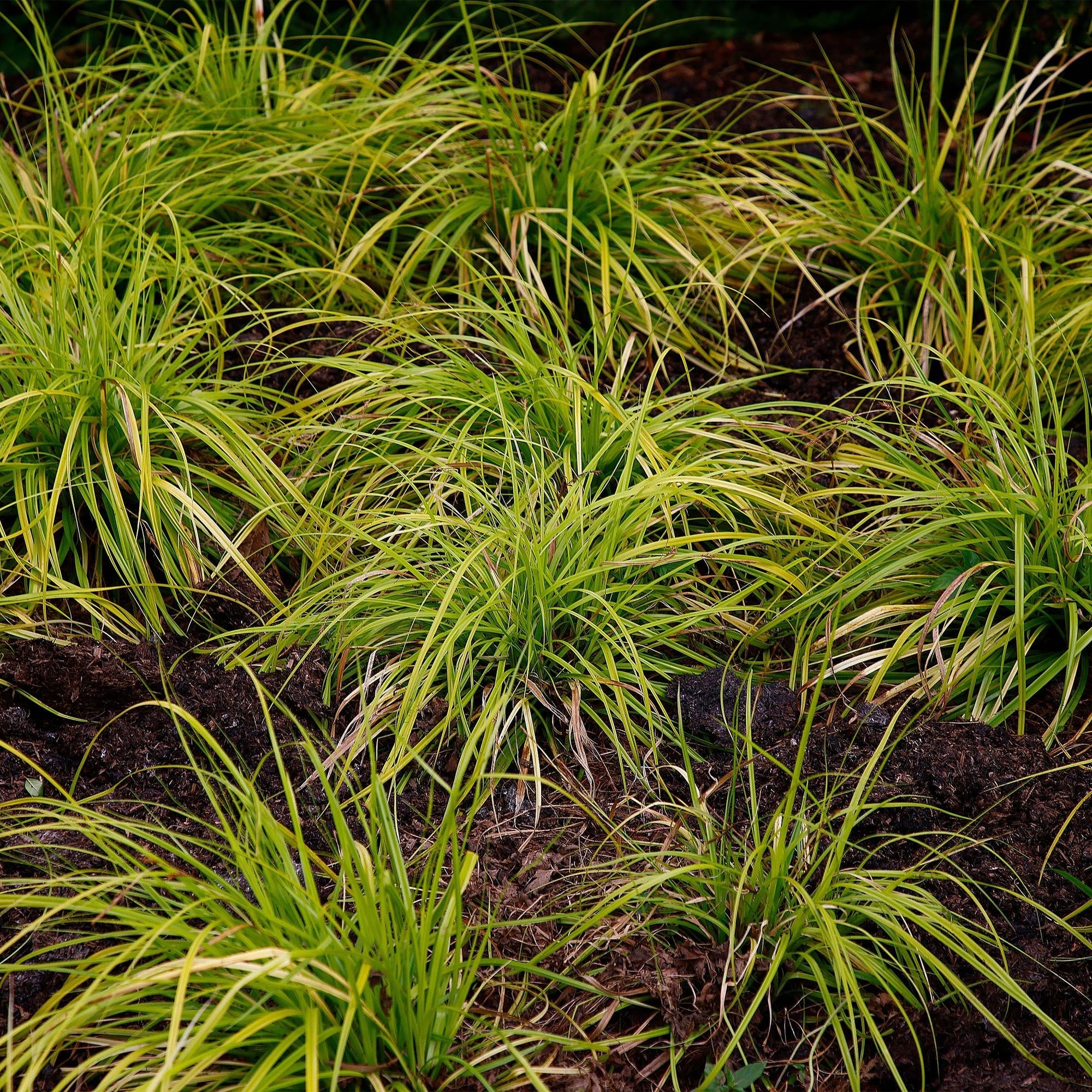 Japansegge Carex oshimensis Everillo – Ø17cm – Immergrün – Pflegeleicht – Leuchtend gelbe Blätter – Ziergras Höhe ca. 50cm – Plant