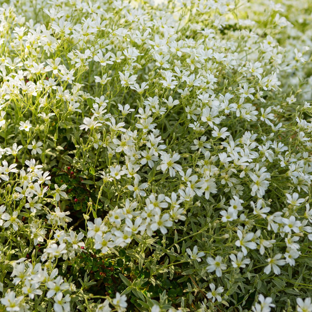 Filziges Hornkraut Cerastium tomentosum – 10-25cm – Ø9cm – Winterharte Bodendecker Staude mit weißen Blüten
