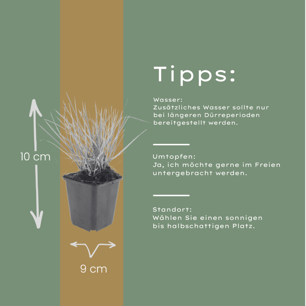 Sesleria autumnalis – Ø9cm – Höhe 10-25cm – Winterhartes Ziergras – Goldbraune Herbstfärbung
