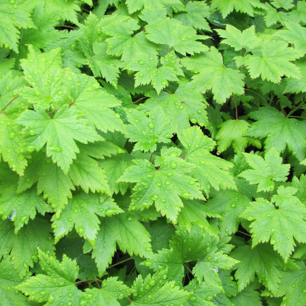 Tiarella cordifolia – Ø9cm – Höhe 10-25cm – Winterharte Schattenstaude – Weiße Blüten – Bodendecker für Beet, Gehölzrand & Waldgarten