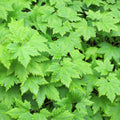 Tiarella cordifolia – Ø9cm – Höhe 10-25cm – Winterharte Schattenstaude – Weiße Blüten – Bodendecker für Beet, Gehölzrand & Waldgarten