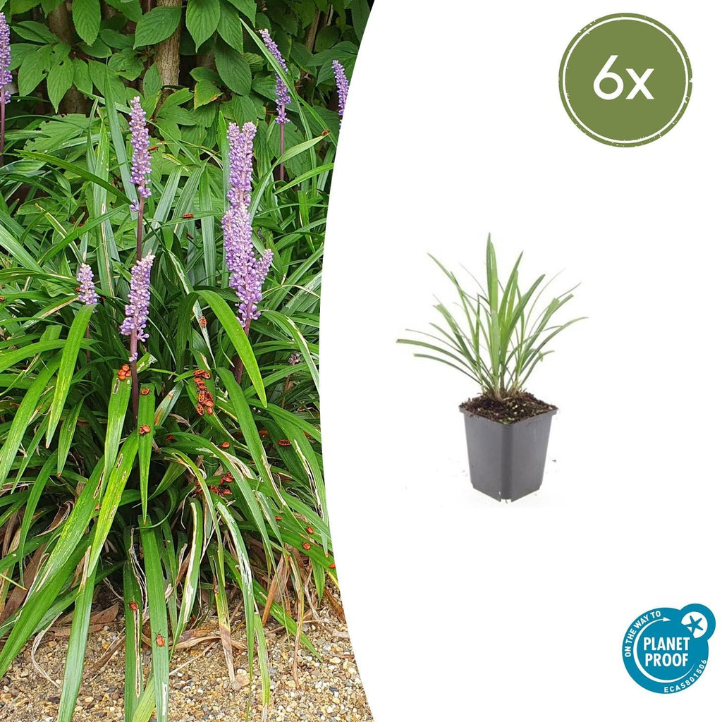 Lilientraube Liriope muscari 'Ingwersen' – ↕10-25cm – Ø9cm –, Immergrün, Violette Blüten, Winterhart, Pflegeleicht – Plant