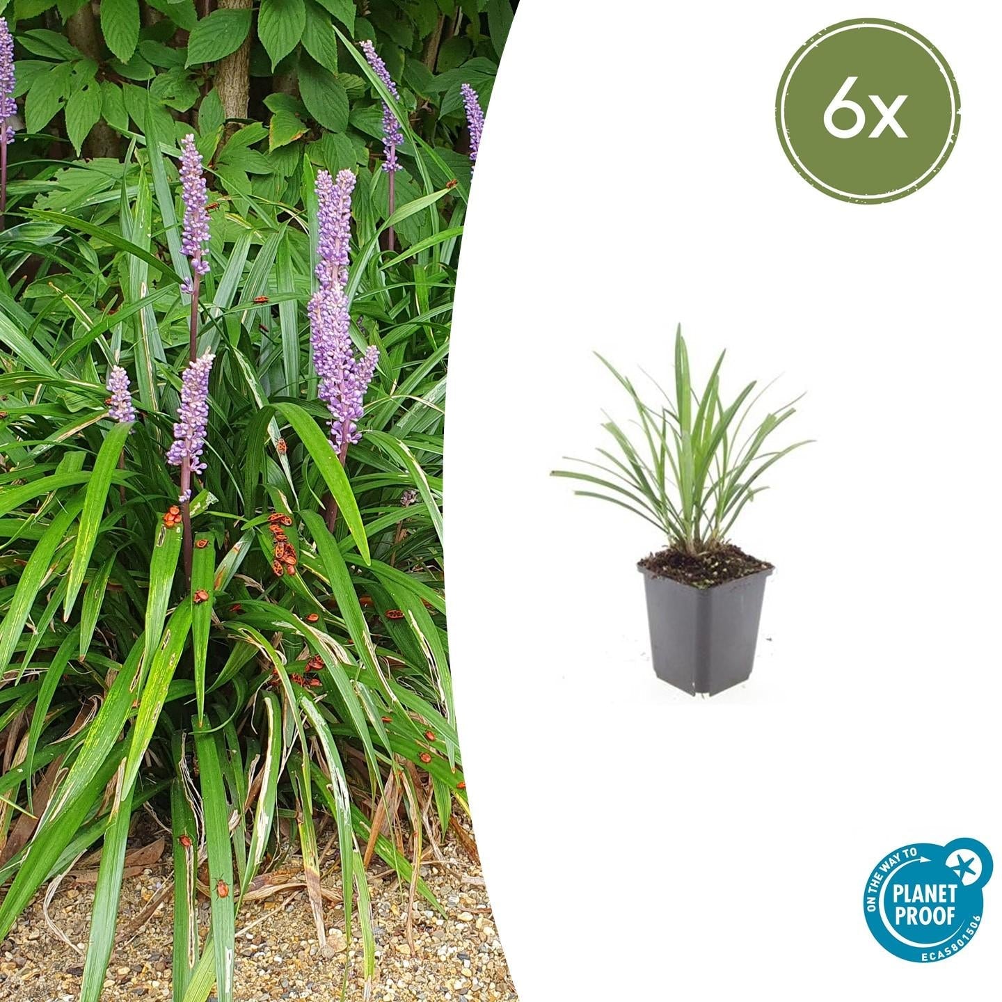 Lilientraube Liriope muscari 'Ingwersen' – ↕10-25cm – Ø9cm –, Immergrün, Violette Blüten, Winterhart, Pflegeleicht – Plant