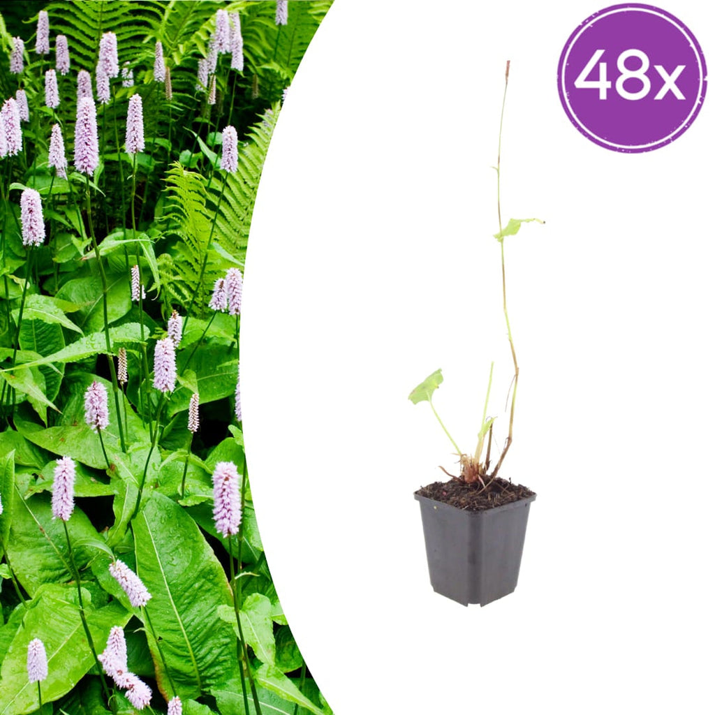 Persicaria amplexicaulis Alba – Ø9cm – Höhe 10-25cm – Winterharte Staude – Weiße Blütenähren – Bienenfreundlich für Beet & Naturgarten