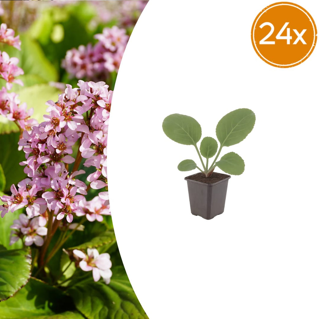Schusterblume Bergenia cordifolia – 10-25cm – Ø9cm – Immergrüne Staude mit rosa Blüten