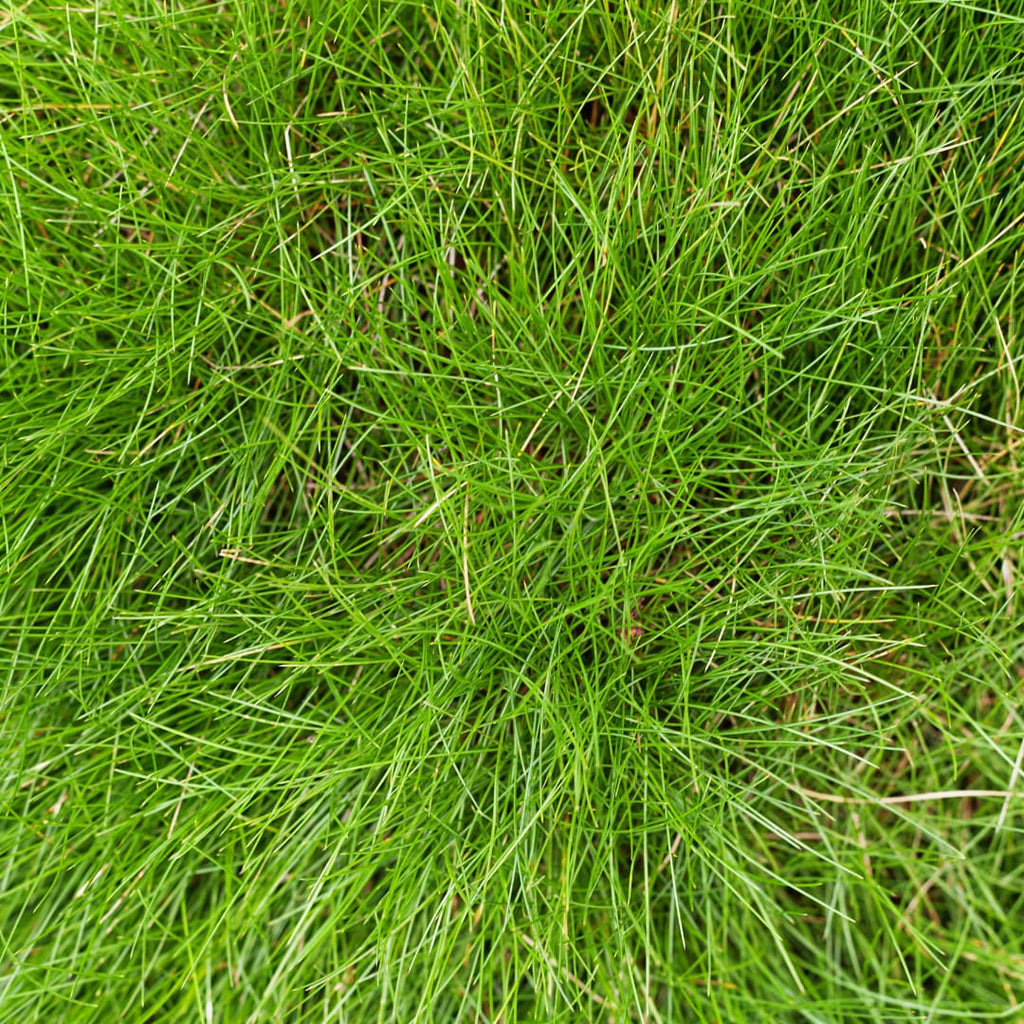Festuca gautieri Zierschwingel – Ø9cm – Höhe 10-25cm – Immergrünes Ziergras