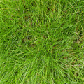 Festuca gautieri Zierschwingel – Ø9cm – Höhe 10-25cm – Immergrünes Ziergras