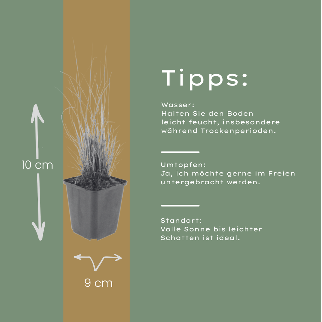 Calamagrostis brachytricha – Diamantgras – 10-25cm – Ø9cm – Ziergras mit rosafarbenen Blütenrispen