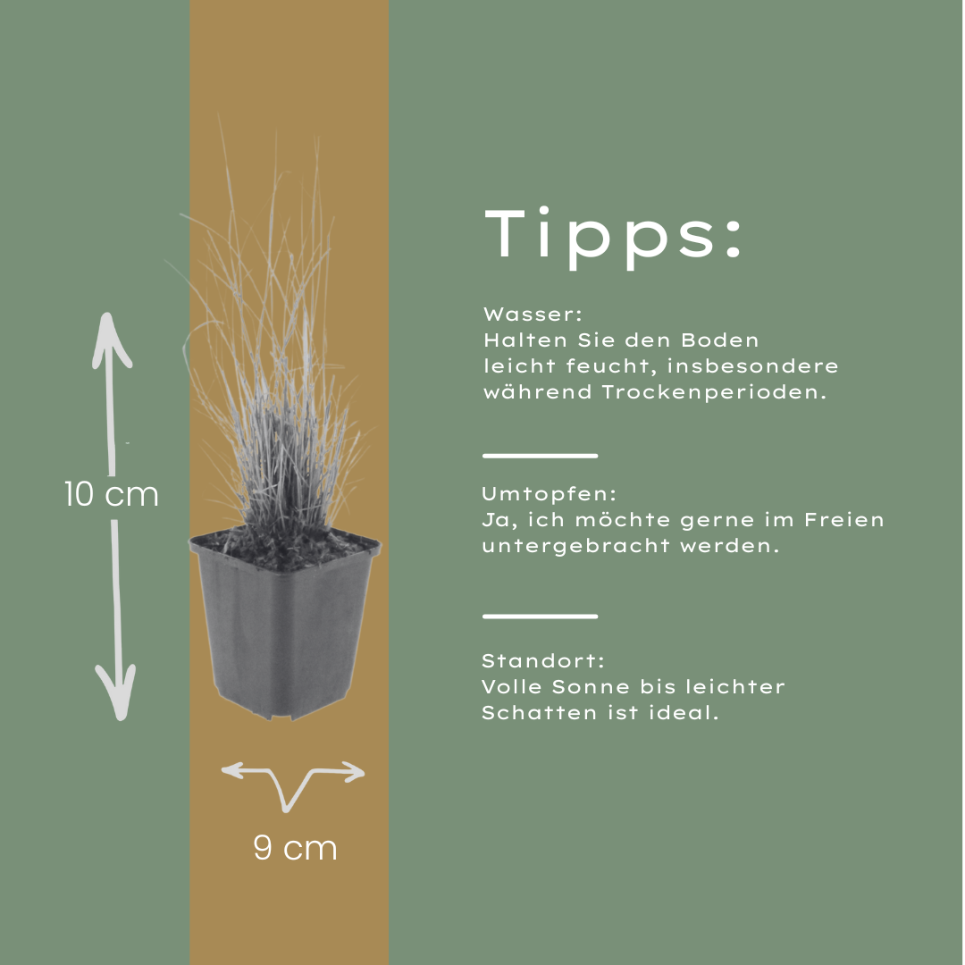 Calamagrostis brachytricha – Diamantgras – 10-25cm – Ø9cm – Ziergras mit rosafarbenen Blütenrispen