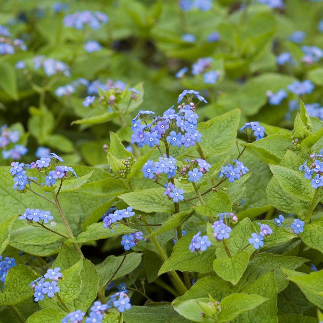 Kaukasisches Vergissmeinnicht Brunnera macrophylla – 10-25cm – Ø9cm – Winterharte Schattenstaude mit blauen Blüten – Bodendecker für Garten & Gehölzrand