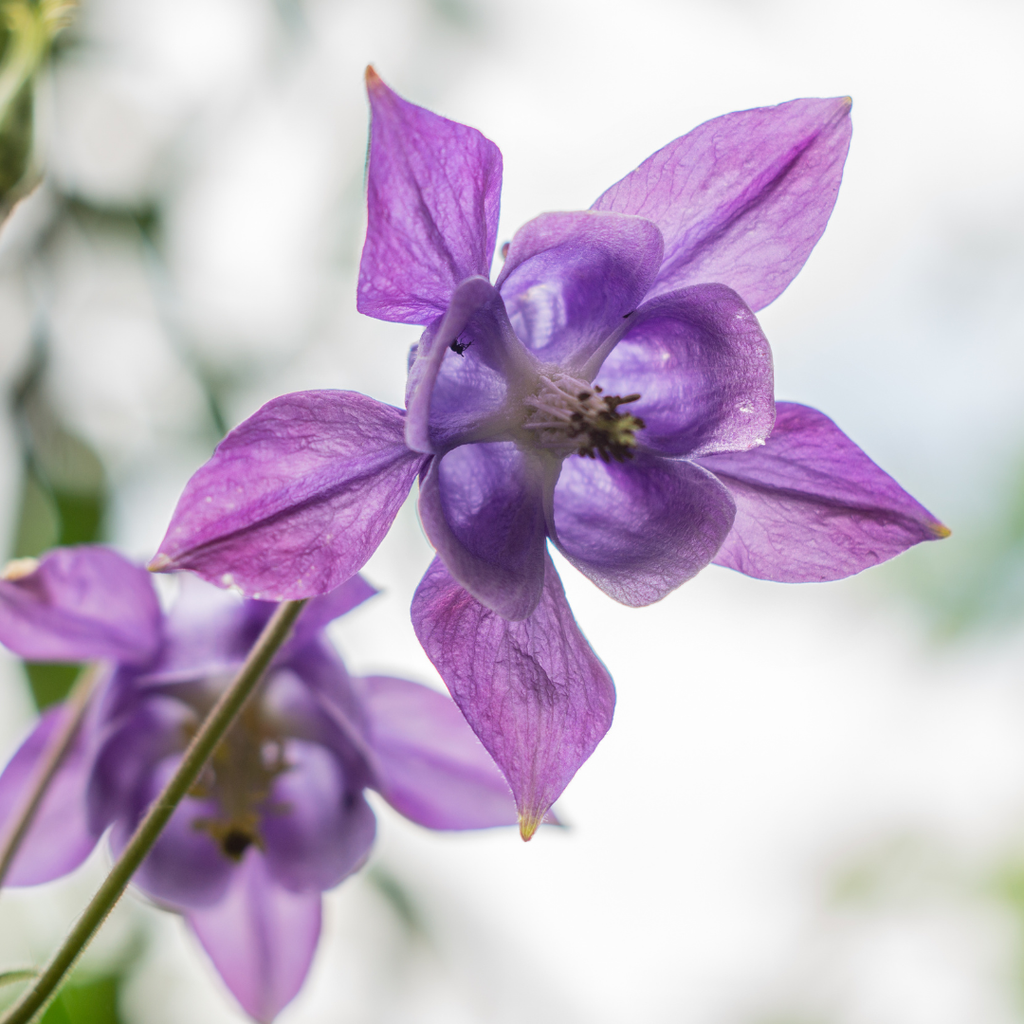 Akelei Aquilegia vulgaris – Blühende Staude für Sonne & Halbschatten – Insektenfreundlich für Beet & Naturgarten – 10-25cm – Ø9cm – Winterhart
