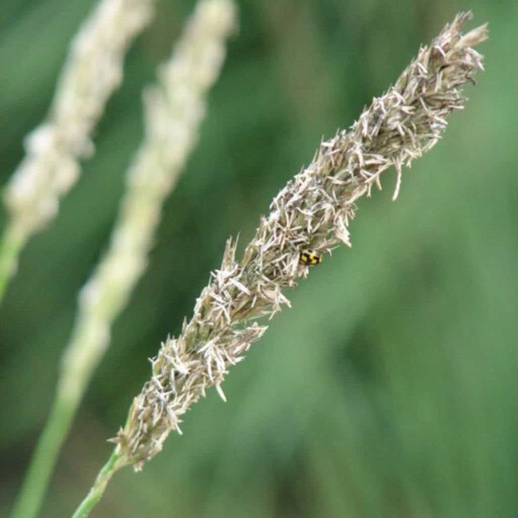 Sesleria autumnalis – Ø9cm – Höhe 10-25cm – Winterhartes Ziergras – Goldbraune Herbstfärbung