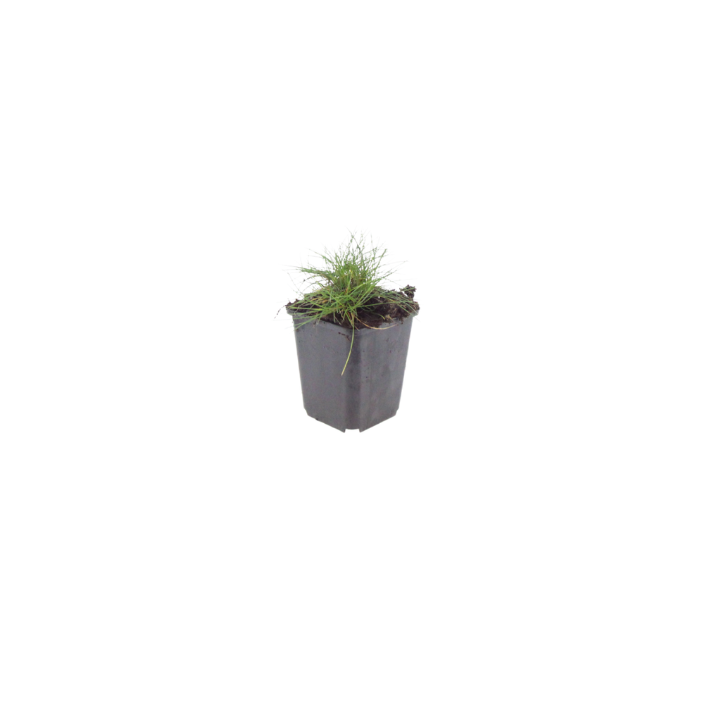 Festuca gautieri Zierschwingel – Ø9cm – Höhe 10-25cm – Immergrünes Ziergras