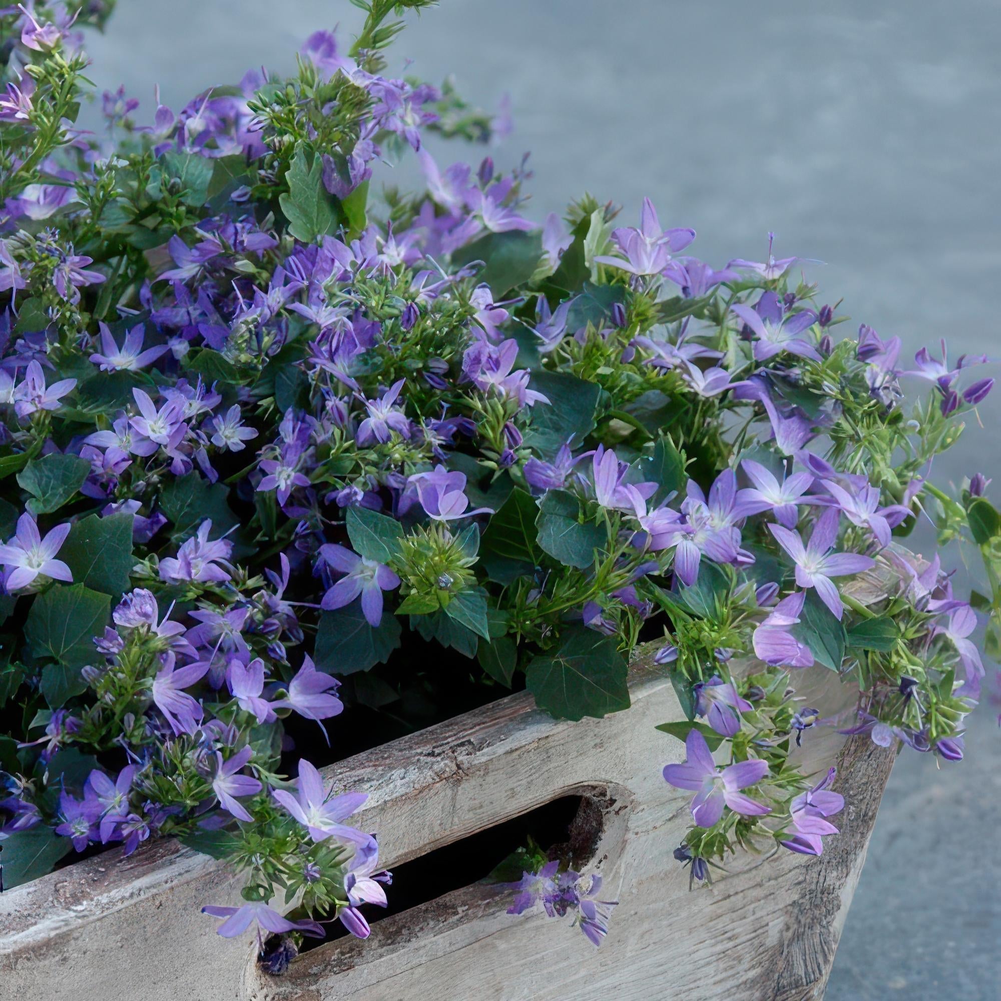 Campanula poscharskyana 'Stella' – Hängepolster – Glockenblume – Blaue Blüten – ↕10-25cm – Ø9cm – Überhängend & pflegeleicht – Plant