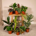 Außenseiterbox Set für Urban Jungle, Fensterbank, Wohnzimmer & Büro – Plant