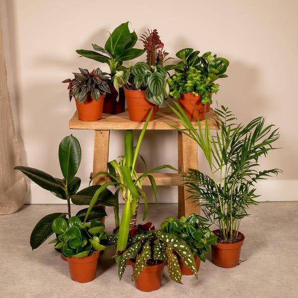 Außenseiterbox Set für Urban Jungle, Fensterbank, Wohnzimmer & Büro – Plant
