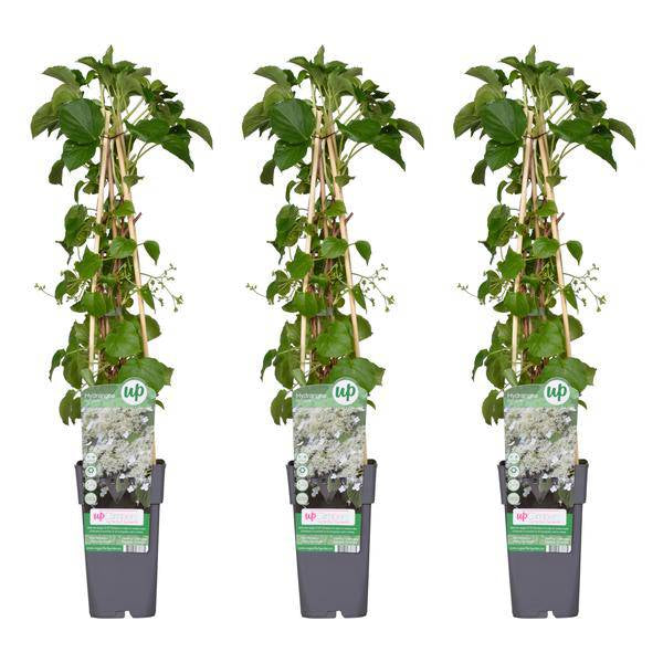 Kletter – Hortensie Hydrangea petiolaris Kletterpflanze Ø15cm ↕65cm – winterharte Pflanze für Garten, Balkon, Terrasse, Kübel & Beet online kaufen – Plant