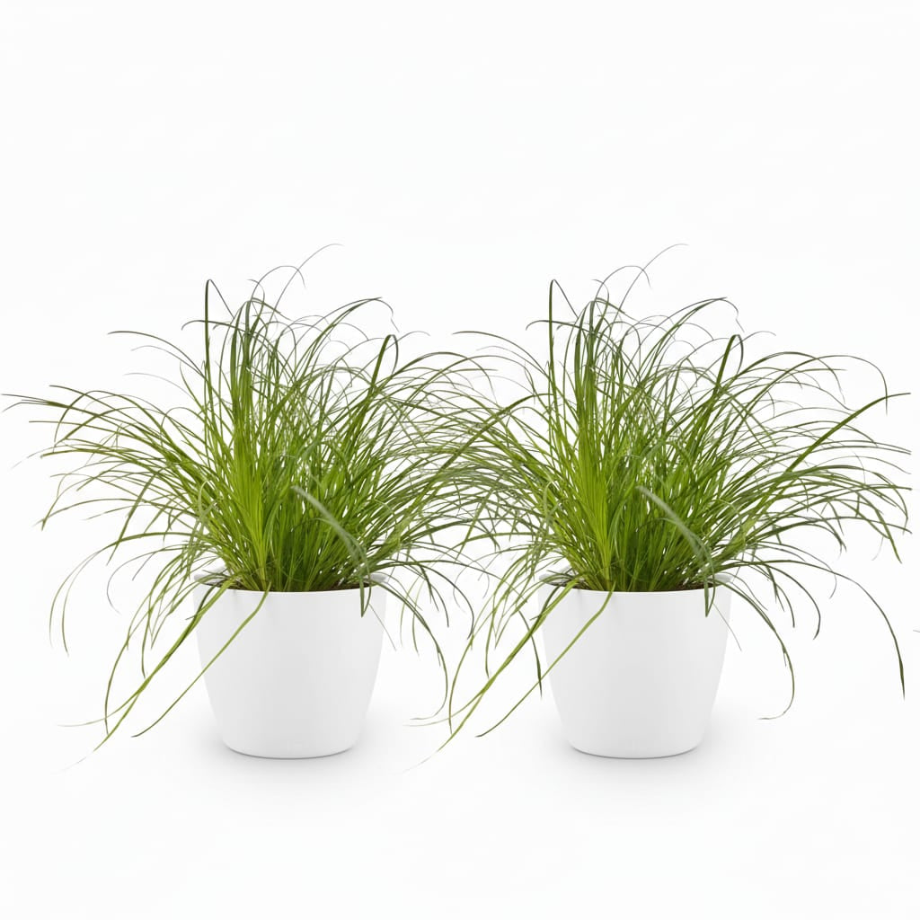 Cyperus Alternifolius Zumula Katzengras Pflanze mit weißem Topf Ø12cm Höhe 20cm Haustierfreundliche Grünpflanze pflegeleicht für Zimmer & Büro