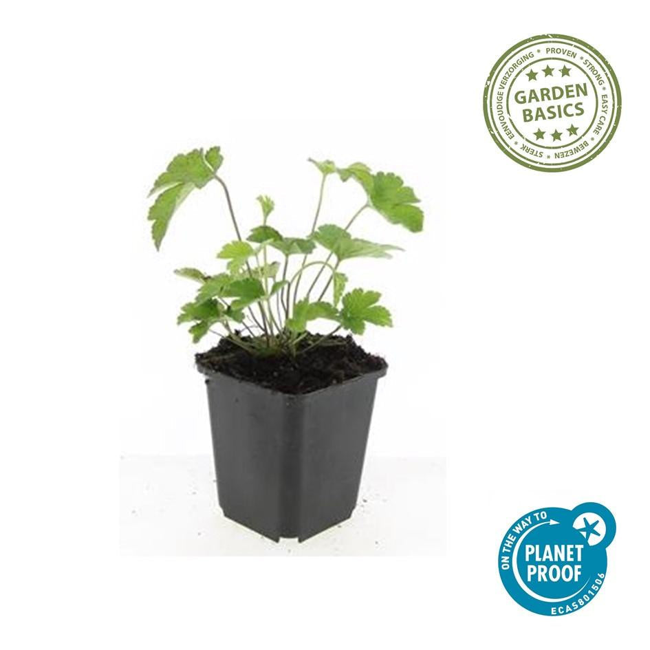 Filzige Herbst – Anemone – Anemone tom. 'Robustissima' – ↕10-25cm – Ø9cm – Bienenfreundliche, purpurblaue Staude für Beete & Rabatten – Plant