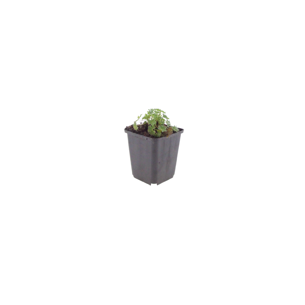 Geranium cinereum Ballerina – Ø9cm Höhe 10-25cm – Winterharte Staude – Zartrosa Blüten – Pflegeleicht für Steingarten, Beet & Kübel