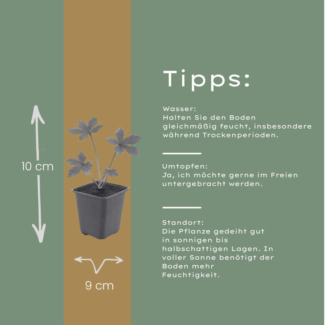 Sterndolde Astrantia major – 10-25cm – Ø9cm – Langblühende Staude für Sonne & Halbschatten – Garten