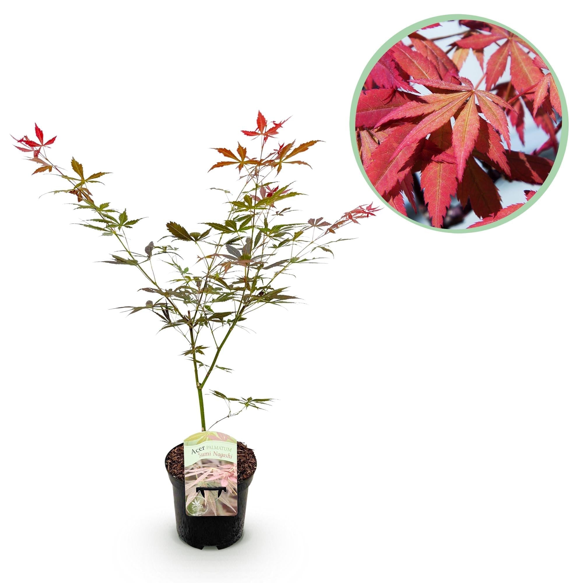 Japanischer Ahorn Acer palmatum 'Sumi – nagashi' – Roter Zierahorn – Balkon – & Terrassenpflanze – Ø19cm – Ca. 70cm hoch – Plant