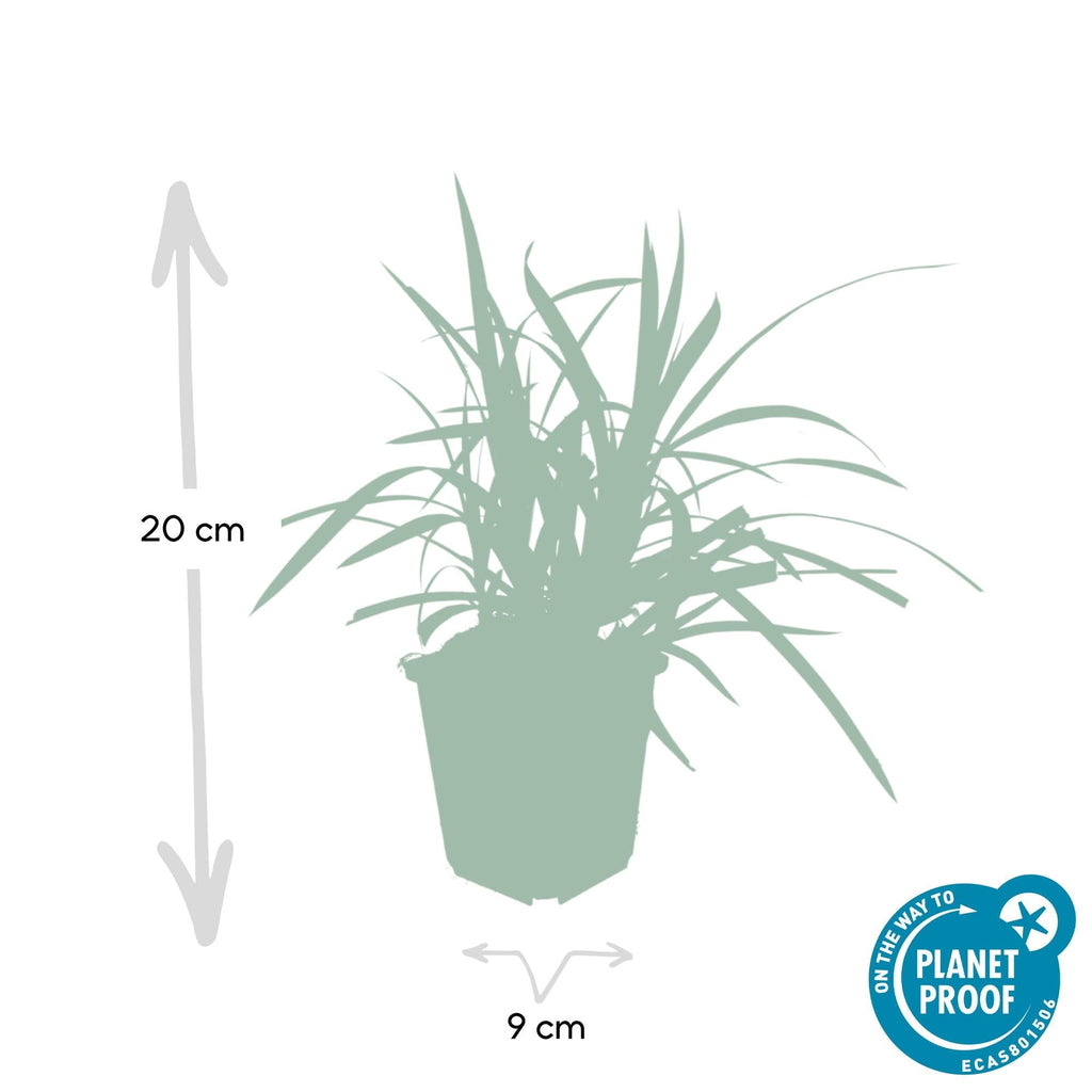 Grünblättrige Segge Carex morrowii 'Irish Green' – ↕10-25cm – Ø9cm – Immergrün – Pflegeleicht – Schattentauglich – Plant